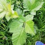 Rubus nemorosus Leaf