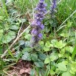 Ajuga reptansFlower