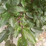Prunus cerasifera Lehti