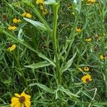 Helenium flexuosum पत्ता