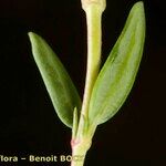 Helianthemum neopiliferum Leaf