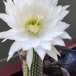 Lobivia bridgesii Floare