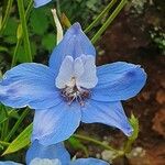 Delphinium leroyi Květ