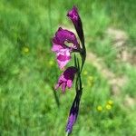 Gladiolus imbricatus Цвят