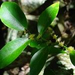 Phyllanthus loranthoides