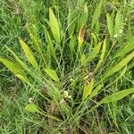 Sagittaria lancifolia Habitus