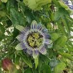 Passiflora caeruleaBlüte