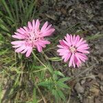 Palafoxia hookeriana Flor