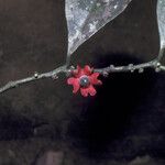 Heisteria cauliflora Flor