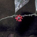 Heisteria cauliflora Flower