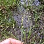 Carex canescens Õis