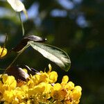 Senna spectabilis Feuille