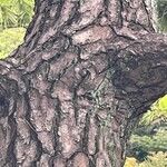 Pinus thunbergii Bark