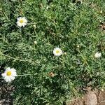 Argyranthemum haouarytheum Yeri