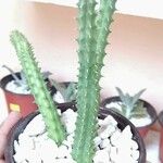 Huernia penzigii 葉