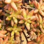 Sedum nussbaumerianumЛист