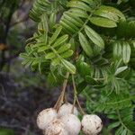 Osteomeles anthyllidifolia Fruit