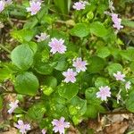 Claytonia sibirica عادت داشتن