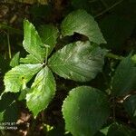 Rubus foliosus Blatt