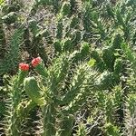 Cylindropuntia imbricata Leaf