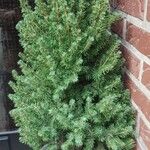 Picea glauca موطن