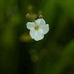 Sagittaria graminea 花