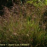 Agrostis rupestris Elinympäristö