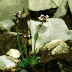 Arabis caerulea Habitus