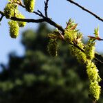 Acer macrophyllum Blomst