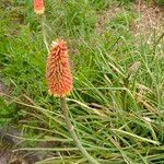 Kniphofia uvariaLorea