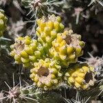 Cylindropuntia whipplei Flor