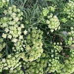 Crithmum maritimum花