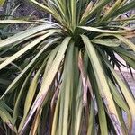 Cordyline australis Folha