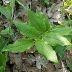 Polygonatum latifolium 葉