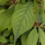 Callicarpa americana ഇല