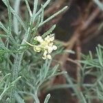 Artemisia californica Kwiat