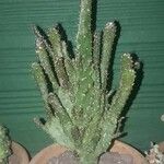 Opuntia maxima Habitus