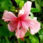 Hibiscus rosa-sinensis Fleur