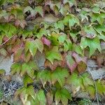 Parthenocissus tricuspidata Habitus