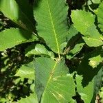 Quercus pontica Blatt