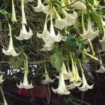 Brugmansia x candida Altul/Alta