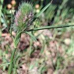 Trifolium angustifolium Fula