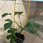 Monstera minima Blatt