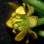 Ranunculus ophioglossifolius Fula