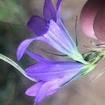 Campanula rapunculus Flor