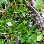 Geranium potentillifolium പുഷ്പം