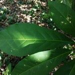 Solanum nudum Leaf