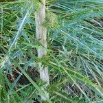 Cirsium jorullense Leaf