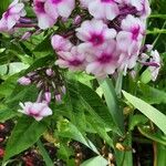 Phlox paniculata Květ