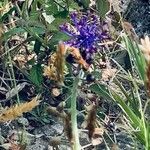 Muscari matritense Квітка